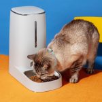 Cat Gadget