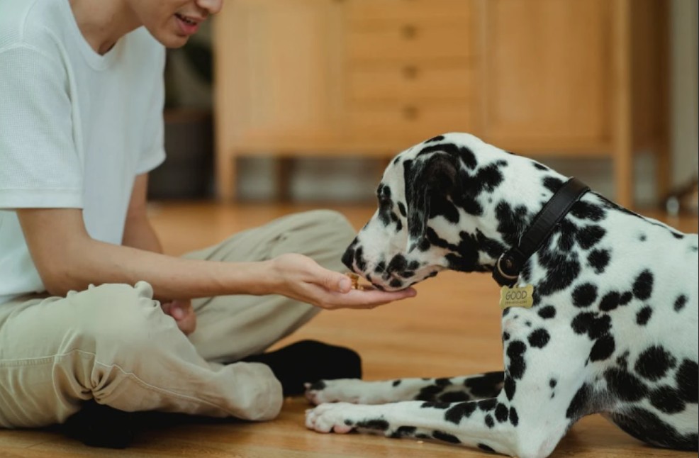 puppy treats training,training treats for small dogs,pawchamp review,natural dog training treats,treat pouch for training,puppy food rewards,training treats schedule