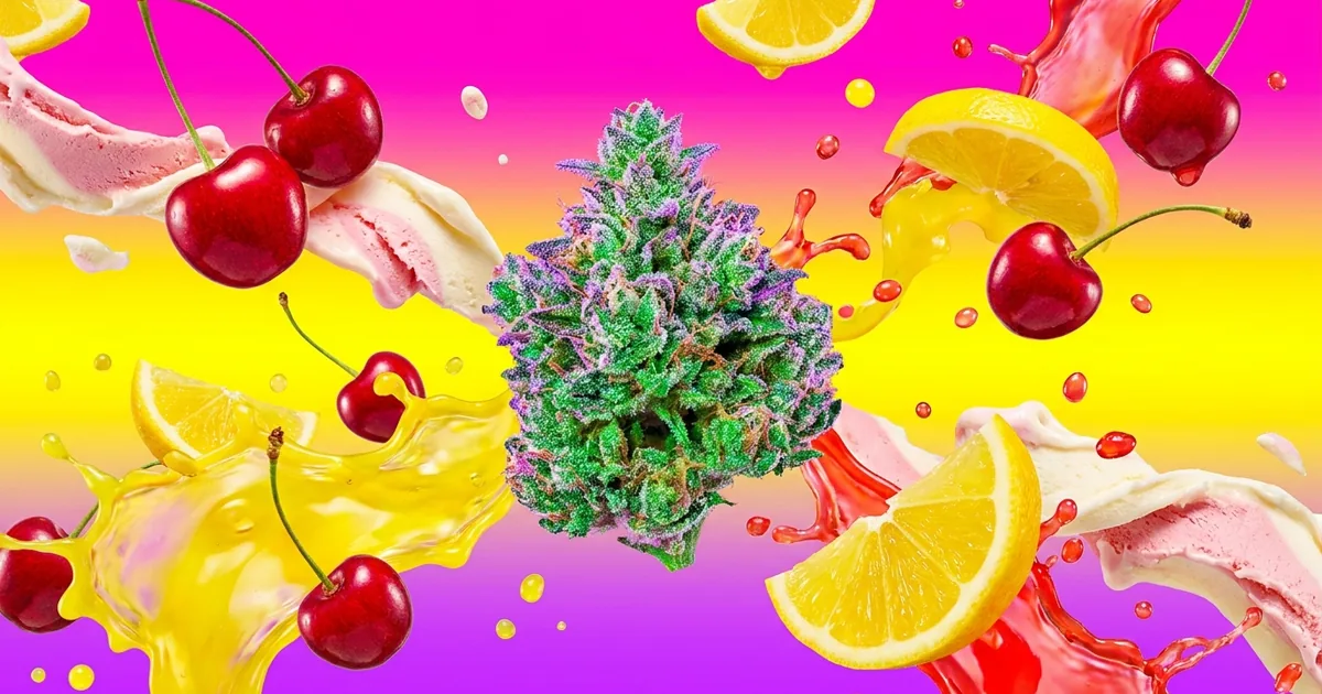 Frosty Lemon Cherry Gelato cannabis bud surrounded by a vibrant burst of cherries, lemon slices, gelato and juice splashes on an electric magenta, yellow and purple background