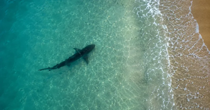 Aerial drone view of a shark silhouette in shallow turquoise water near a beach