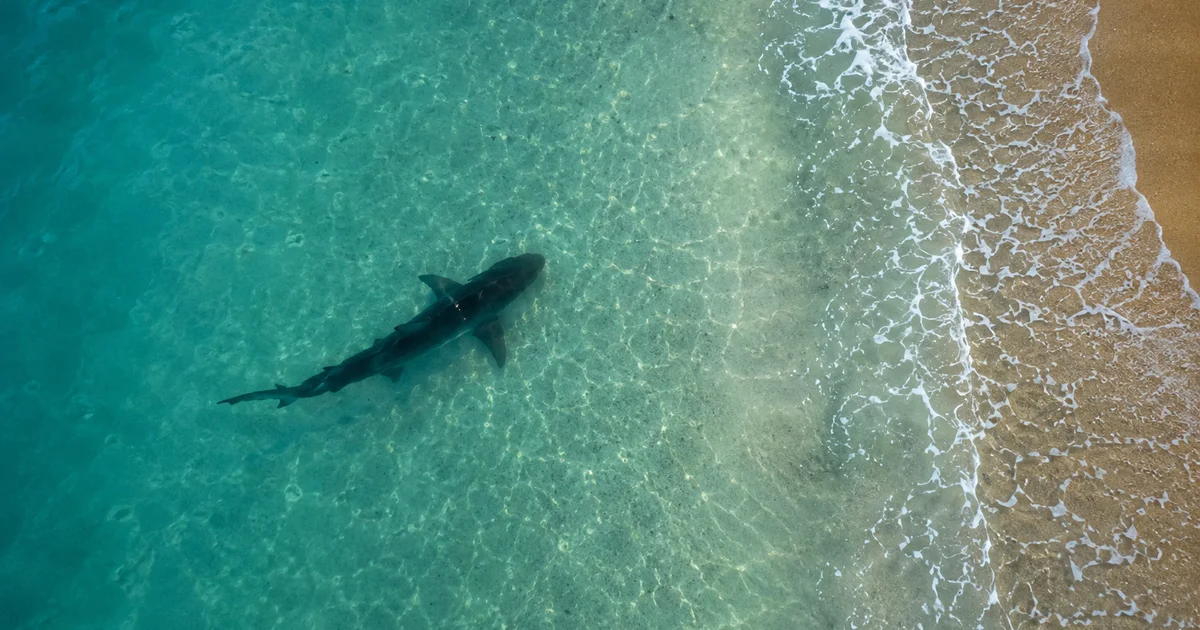 Aerial drone view of a shark silhouette in shallow turquoise water near a beach