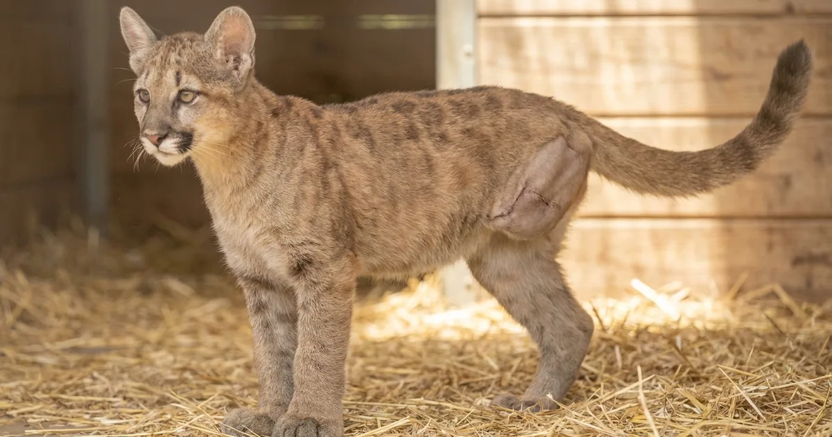 A young tawny mountain lion cub stands in profile on straw bedding with one hind leg missing at the hip and a healed surgical scar