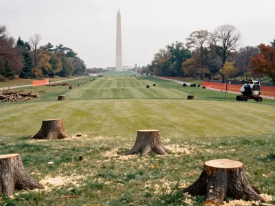 Freshly cut tree stumps and sawdust on a golf course fairway with orange safety fencing and the Washington Monument in the distance