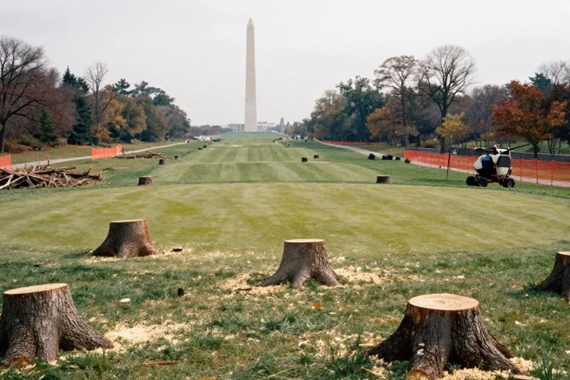 Freshly cut tree stumps and sawdust on a golf course fairway with orange safety fencing and the Washington Monument in the distance
